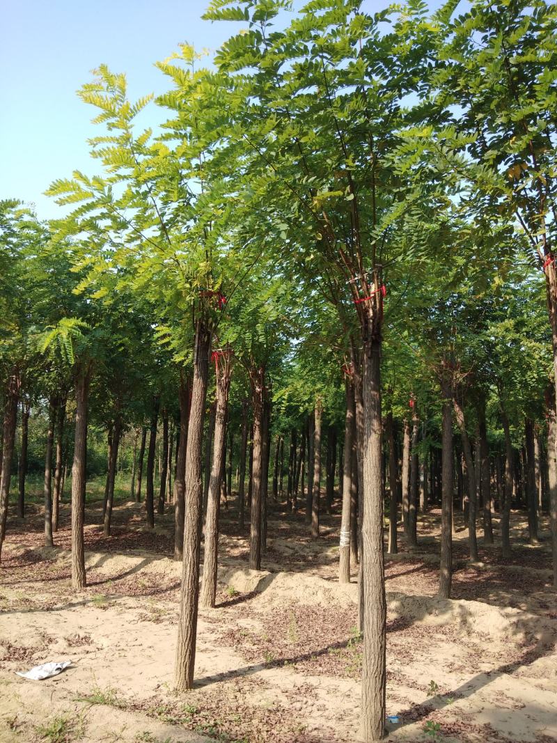 香花槐，8-18公分嫁接香花槐，移植苗，易成活，树形好