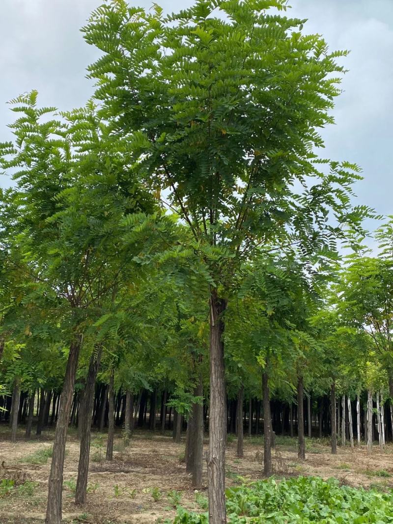 香花槐，8-18公分嫁接香花槐，移植苗，易成活，树形好