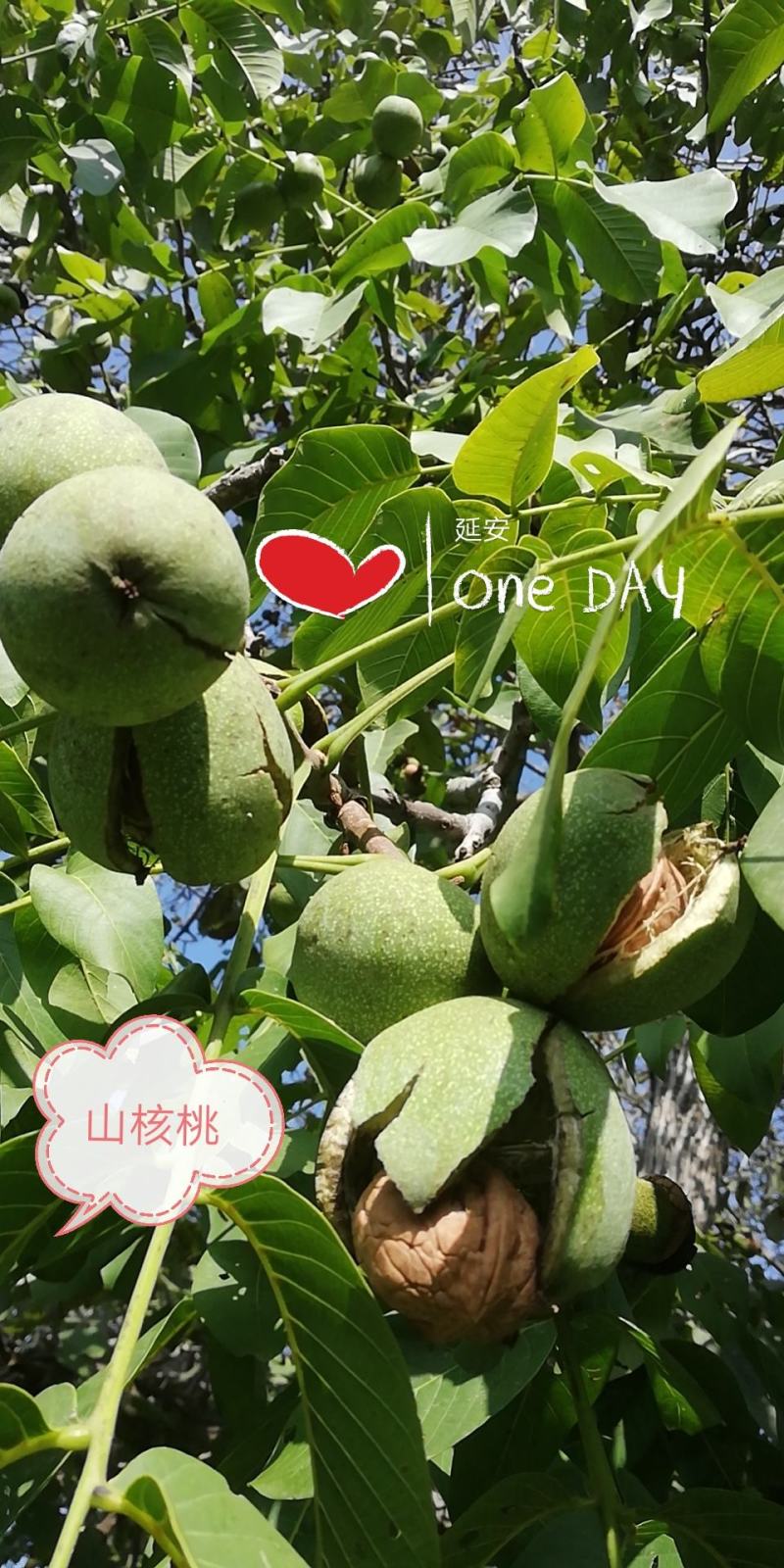 香玲仁白皮薄肉厚不涩不苦后香味浓郁椒盐核桃，酥、香可口。
