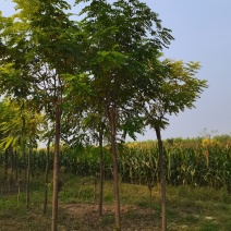 大量出售嫁接香花槐1-2头