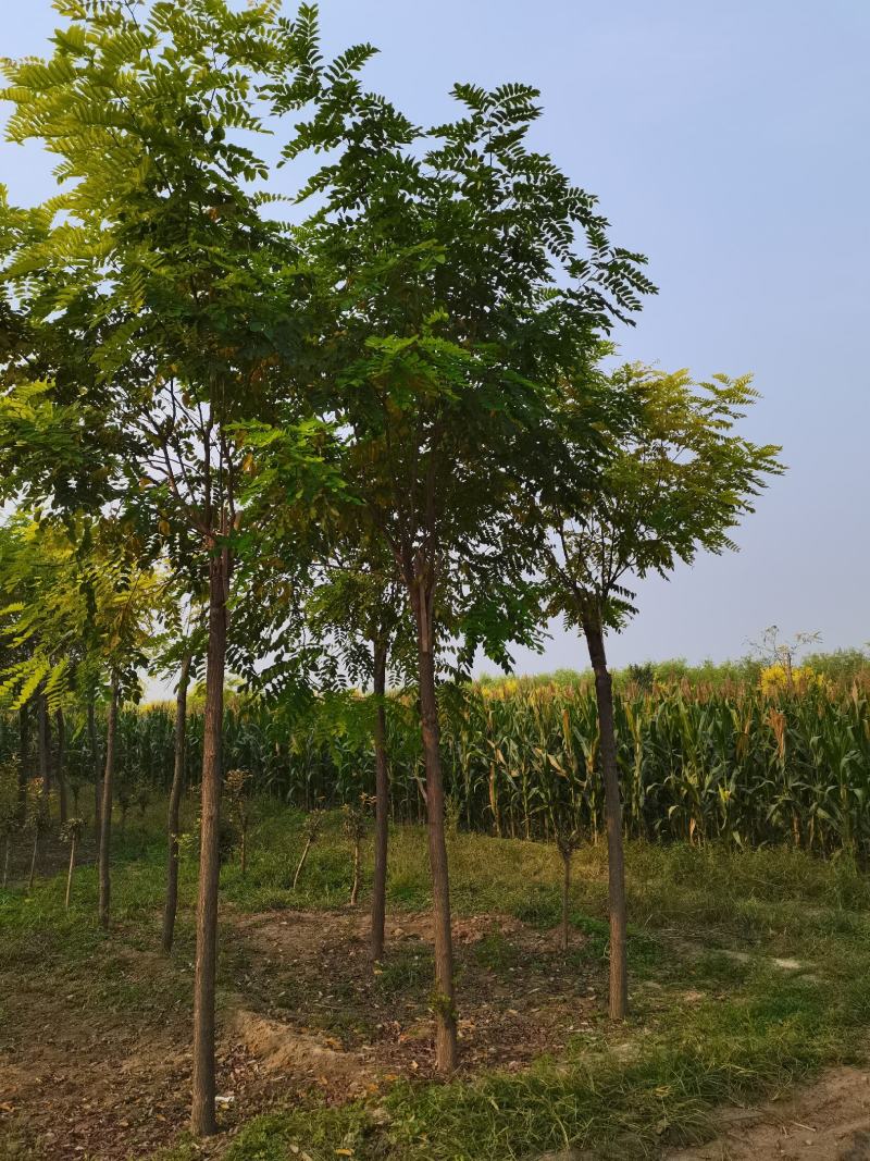 大量出售嫁接香花槐1-2头