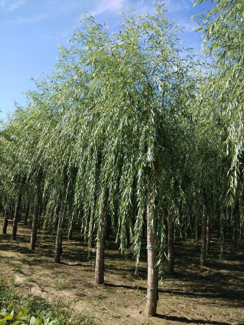 金丝垂柳15~20cm10~12cm3.5~4米