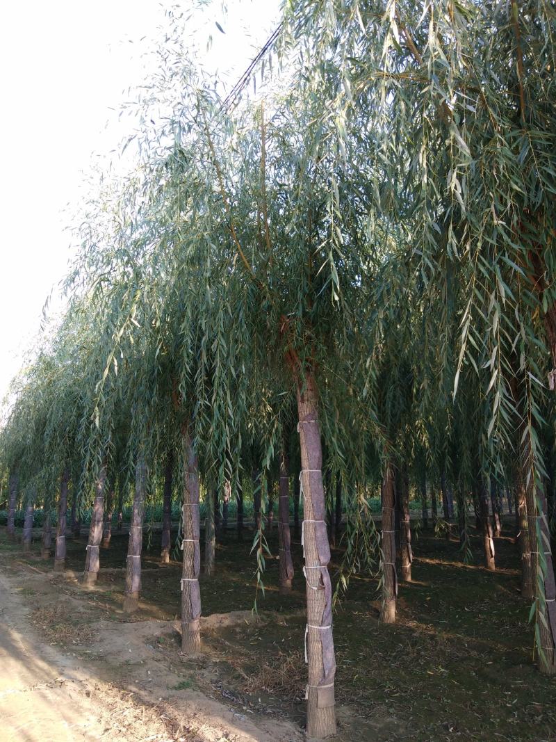 金丝垂柳15~20cm10~12cm3.5~4米