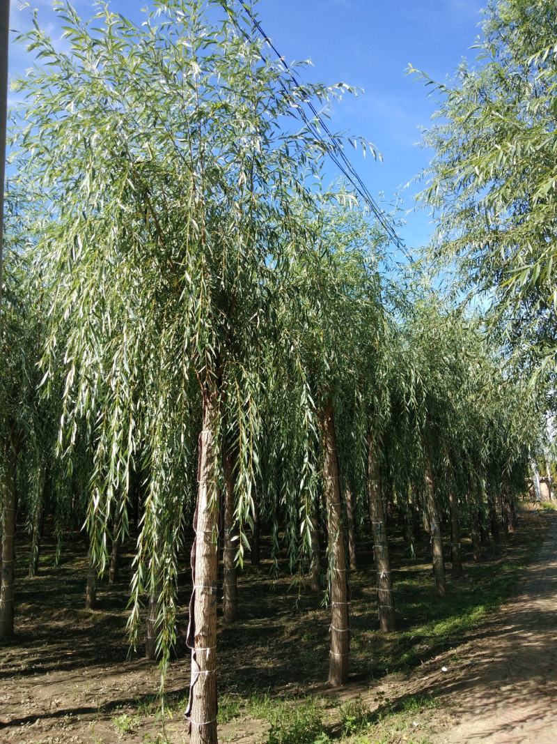 金丝垂柳15~20cm10~12cm3.5~4米