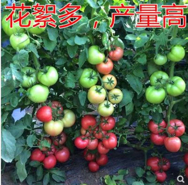 西红柿种子粉丽尔番茄种子种籽精品大果