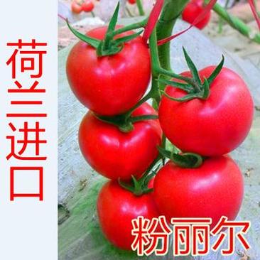 西红柿种子粉丽尔番茄种子种籽精品大果
