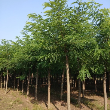 大量销售，6-15公分平头发冠刺槐，树形好，价格实惠