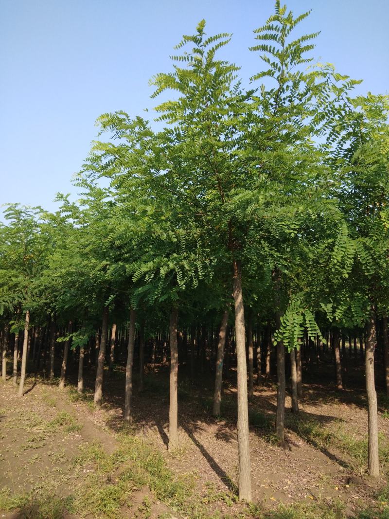 大量销售，6-15公分平头发冠刺槐，树形好，价格实惠