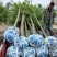 大量销售，6-15公分平头发冠刺槐，树形好，价格实惠