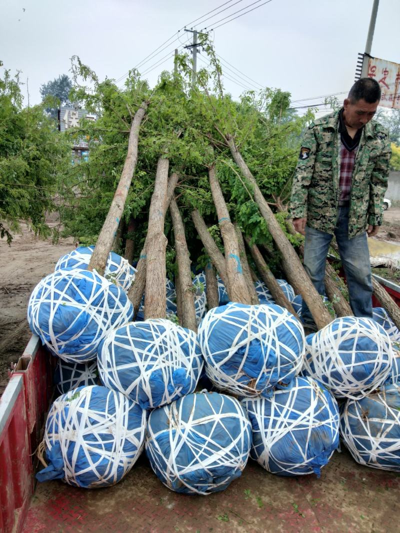 大量销售，6-15公分平头发冠刺槐，树形好，价格实惠