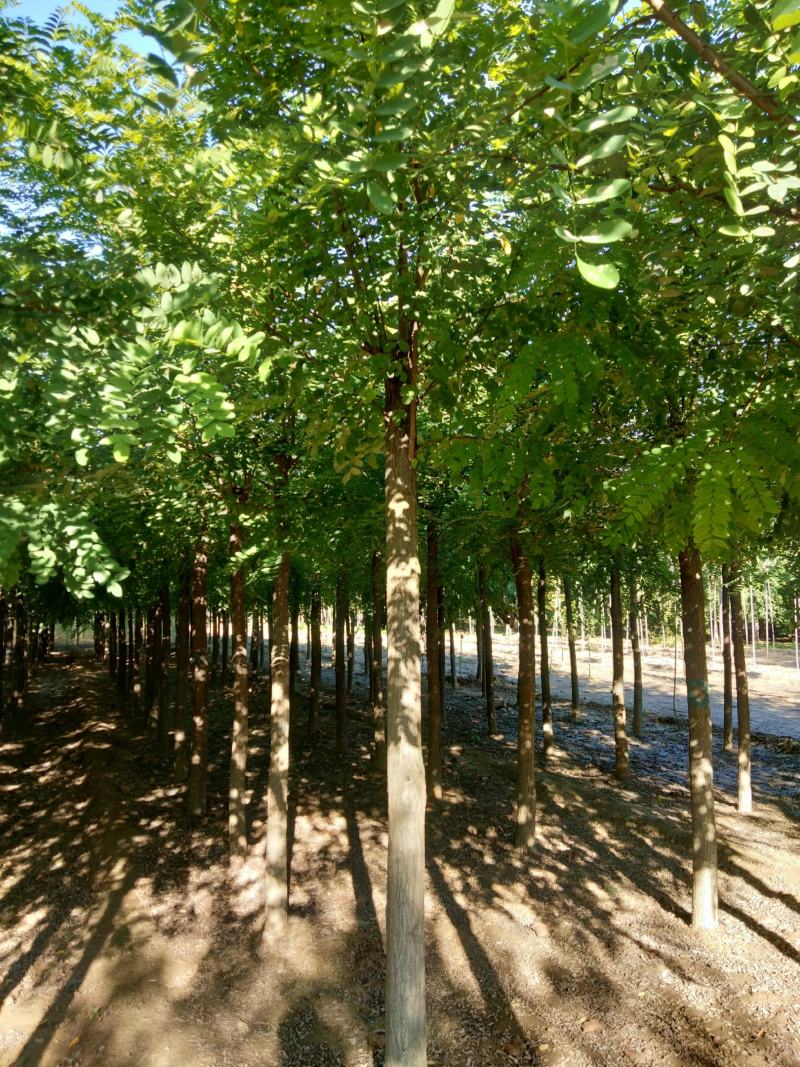 大量销售，6-15公分平头发冠刺槐，树形好，价格实惠
