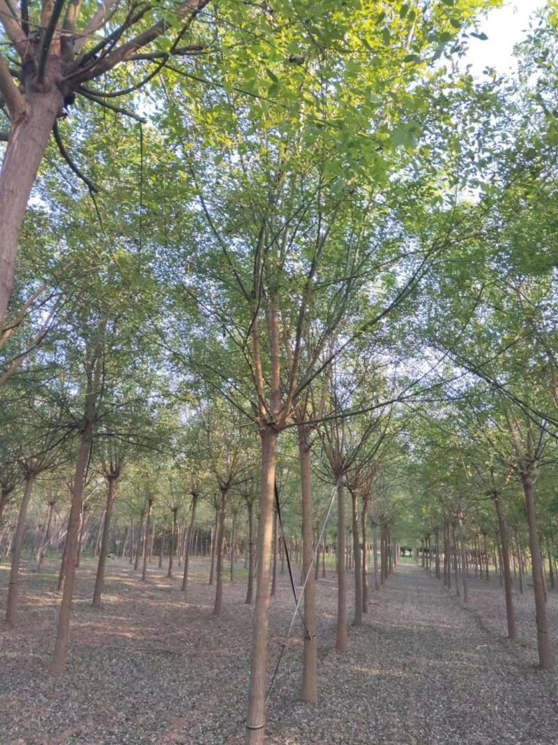大量销售，4~20cm国槐，树形好价格实惠，