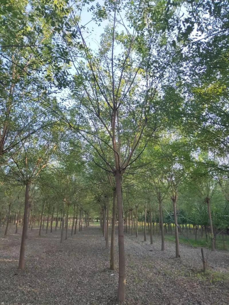大量销售，4~20cm国槐，树形好价格实惠，