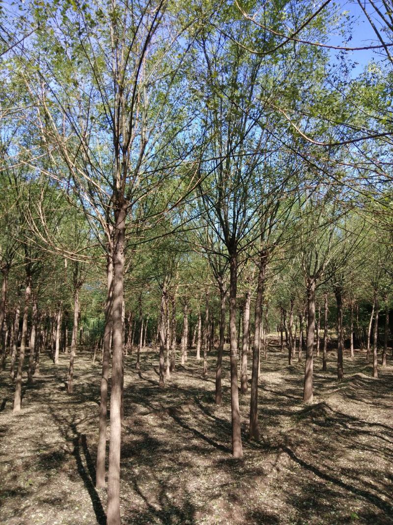 大量销售，4~20cm国槐，树形好价格实惠，