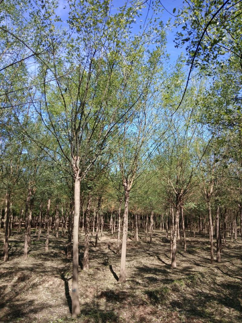 大量销售，4~20cm国槐，树形好价格实惠，