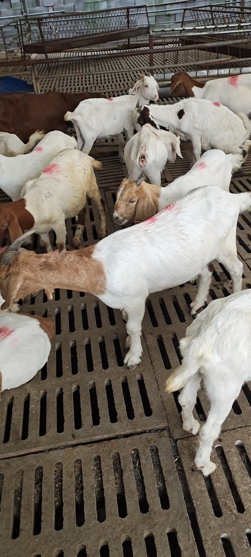 纯种波尔山羊，三个月波尔山羊，公母都有，全国发货