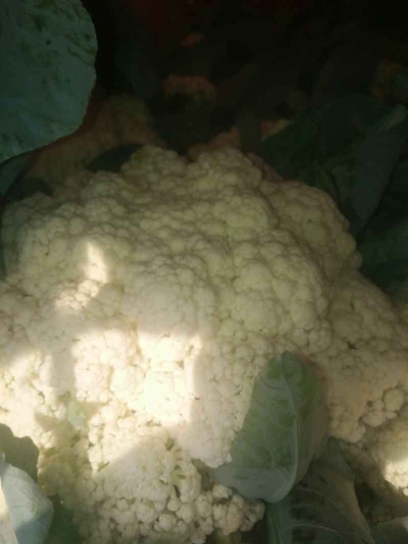 有机松花菜，大量上市中。