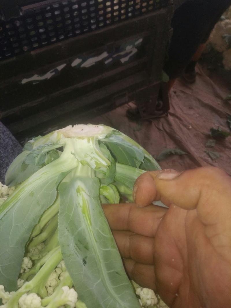 有机松花菜，大量上市中。