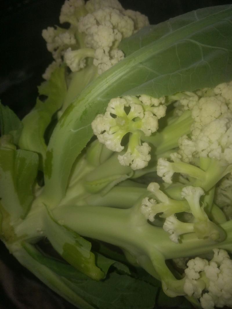有机松花菜，大量上市中。