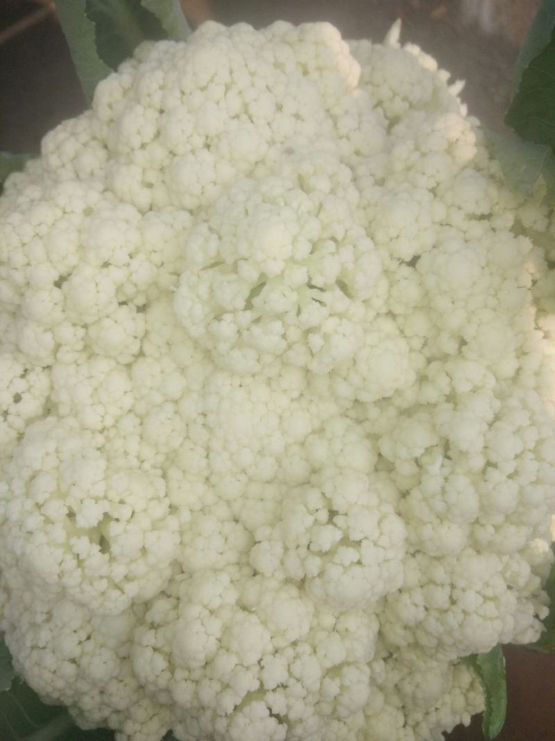 有机松花菜，大量上市中。