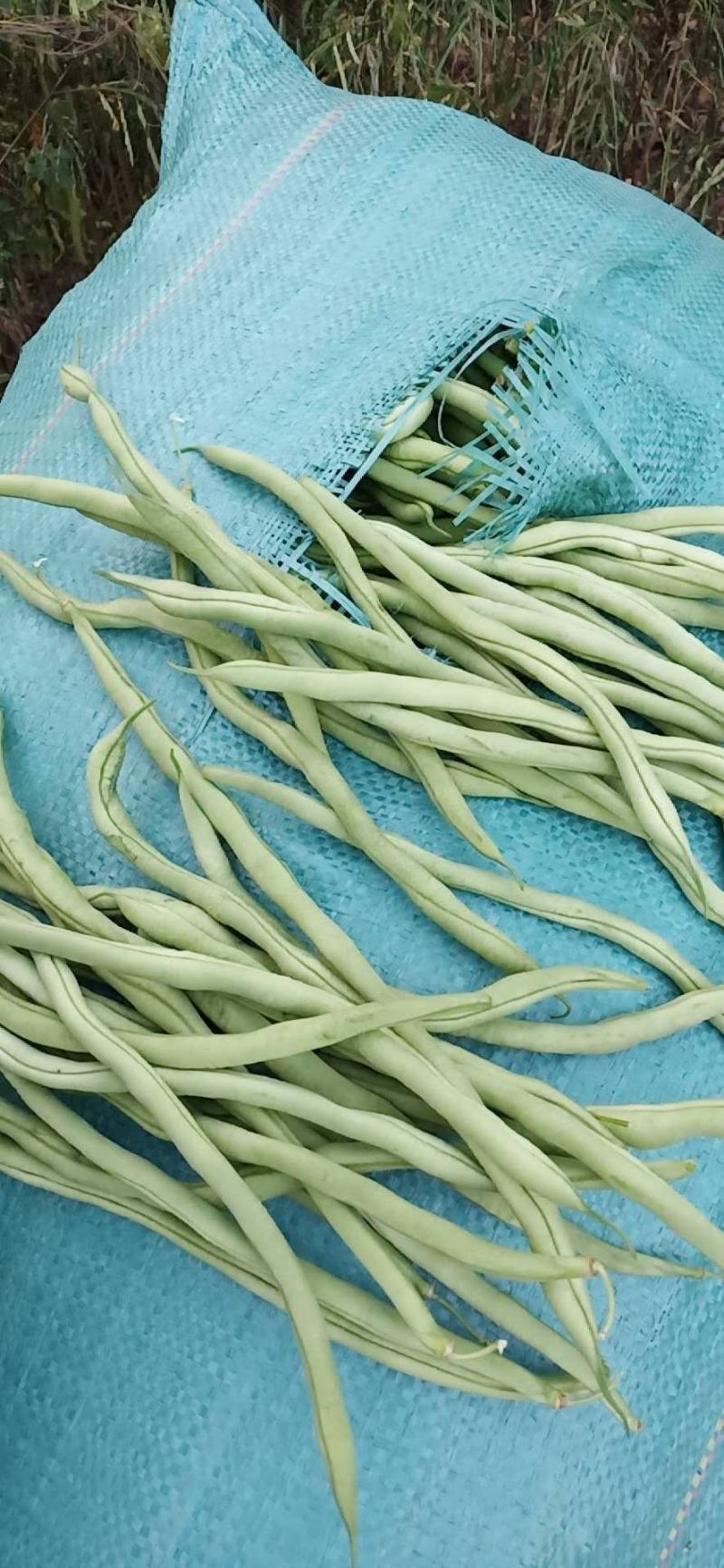 无筋豆豆王芸豆无丝豆3斤5斤9斤电商一件代发包售后