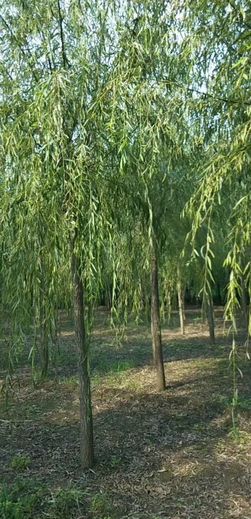 大量销售，4-15公分垂柳，树形好，价格实惠，规格齐全，