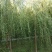 大量销售，4-15公分垂柳，树形好，价格实惠，规格齐全，