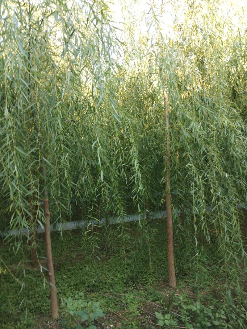 大量销售，4-15公分垂柳，树形好，价格实惠，规格齐全，