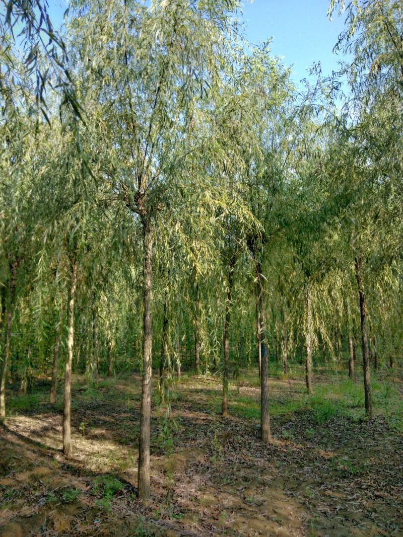 大量销售，4-15公分垂柳，树形好，价格实惠，规格齐全，