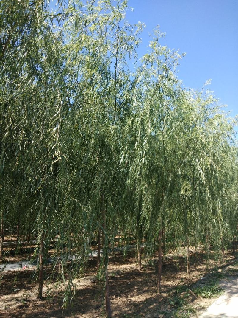 大量销售，4-15公分垂柳，树形好，价格实惠，规格齐全，