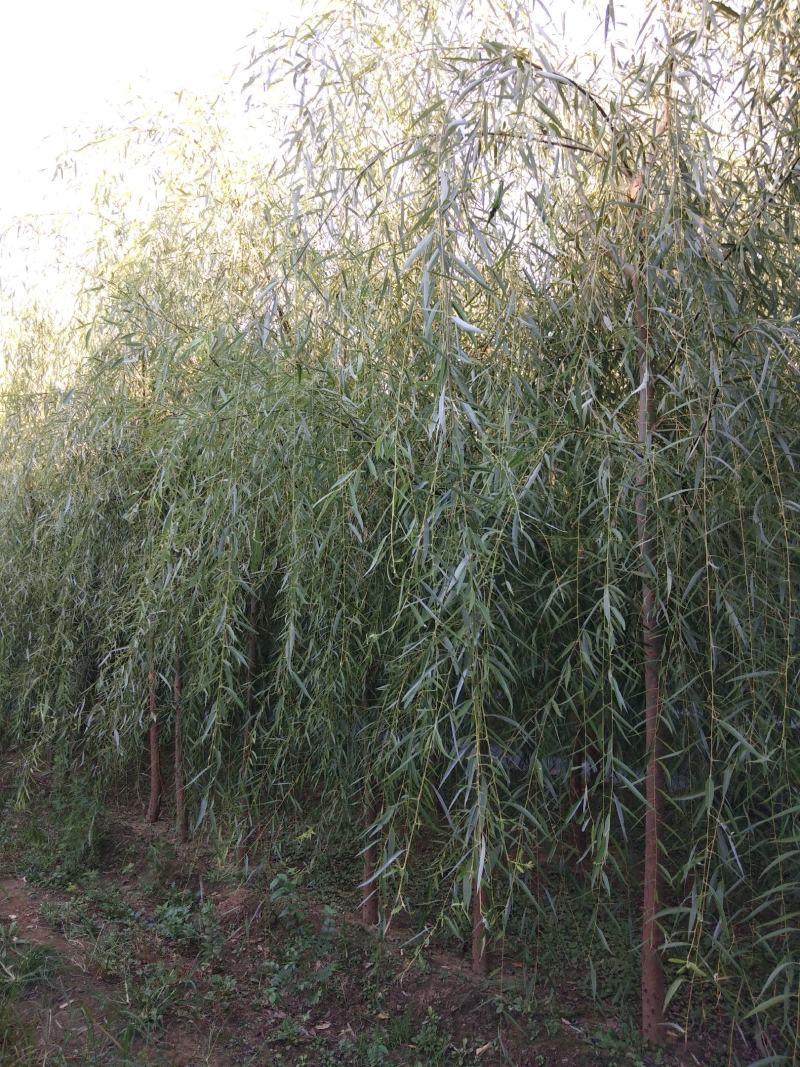 大量销售，4-15公分垂柳，树形好，价格实惠，规格齐全，