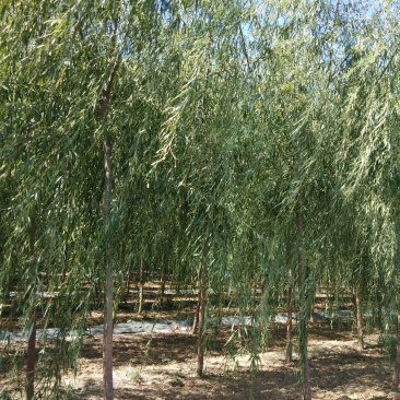 大量销售，4-15公分垂柳，树形好，价格实惠，规格齐全，