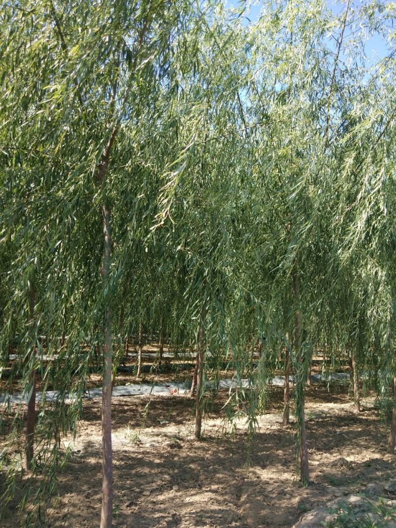 大量销售，4-15公分垂柳，树形好，价格实惠，规格齐全，