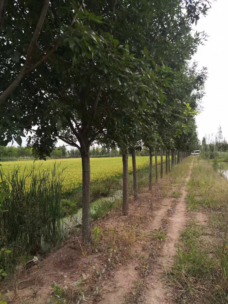 白蜡精品路树白蜡15公分18公分20公分白蜡