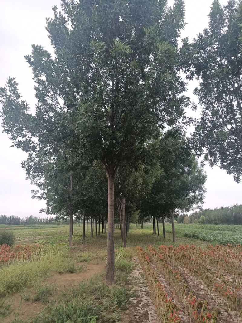 白蜡精品路树白蜡15公分18公分20公分白蜡