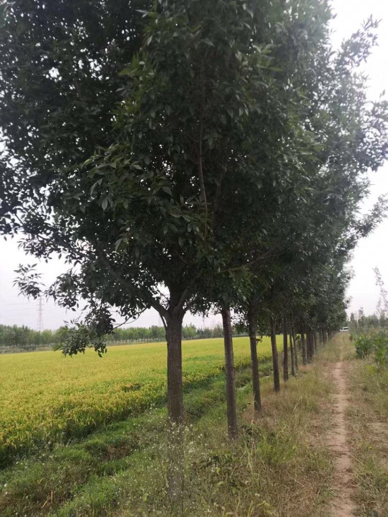 白蜡精品路树白蜡15公分18公分20公分白蜡