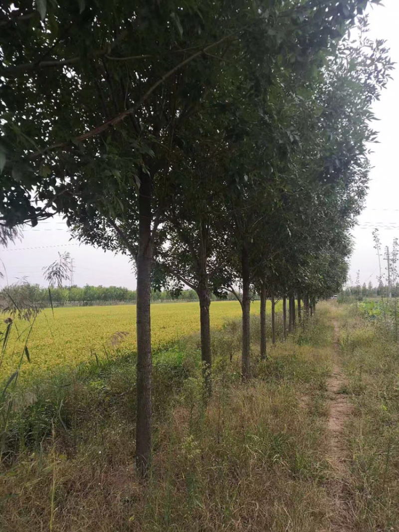 白蜡精品路树白蜡15公分18公分20公分白蜡