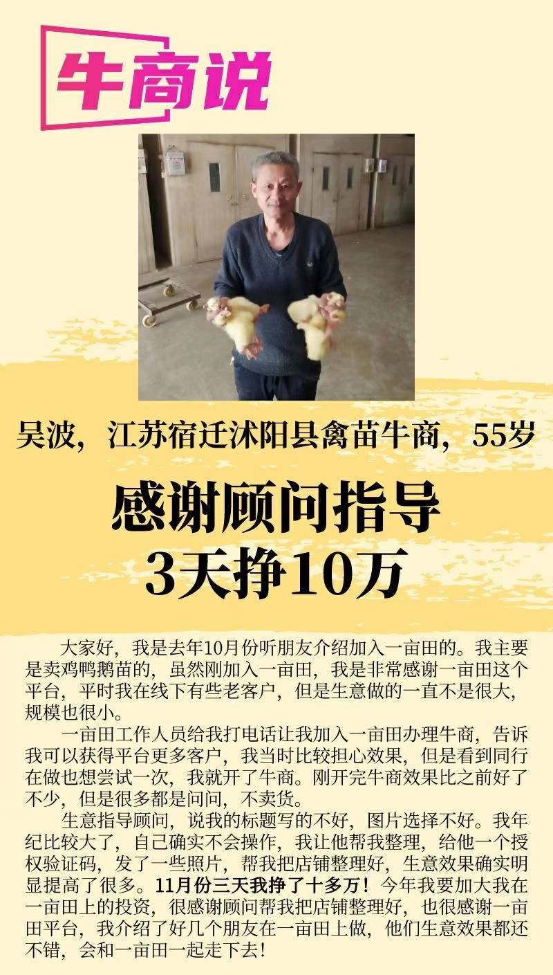 泰州鹅杂交鹅品种纯正包技术包存活包运输实地看货