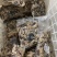 精品国产纯牛杂一手货源国产纯干牛杂羊杂精品