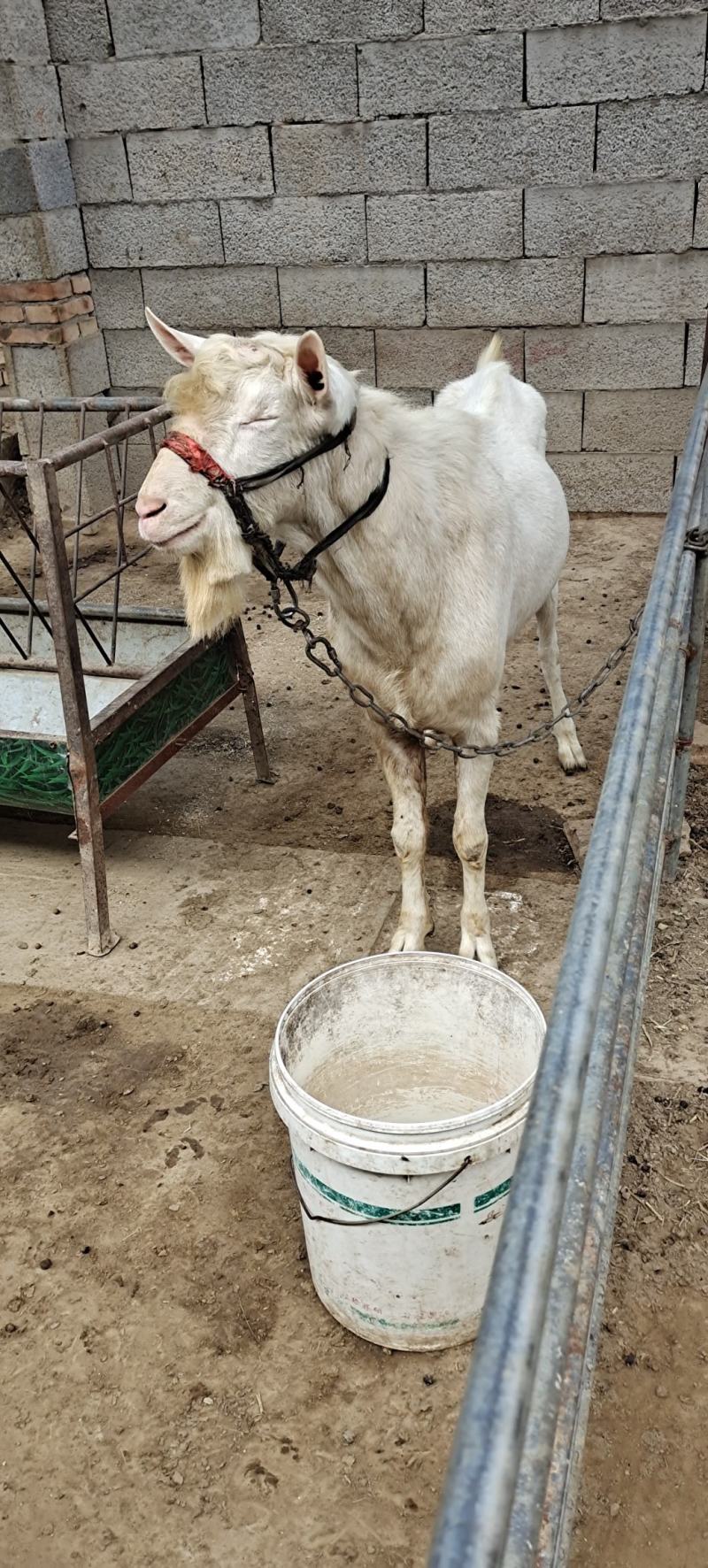 莎能奶山羊，种公羊，防疫做全，全国运输，视频挑选，送货上