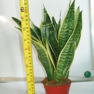 本基地常年供应各种苗木花卉300多种银边虎皮兰，欢迎选购