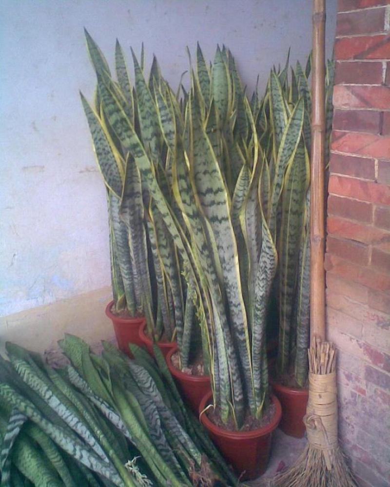 本基地常年供应各种苗木花卉300多种银边虎皮兰，欢迎选购