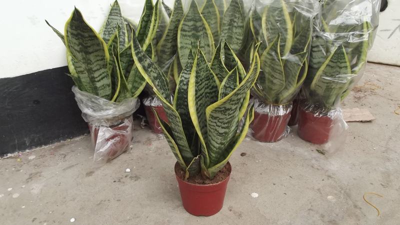 本基地常年供应各种苗木花卉300多种银边虎皮兰，欢迎选购