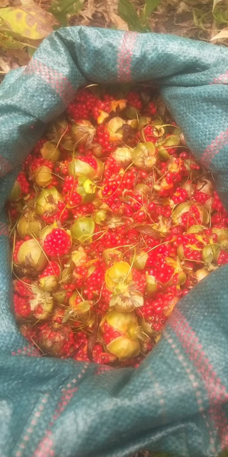 云南高山滇重楼种子，个个饱满，现采现发，骗子勿扰