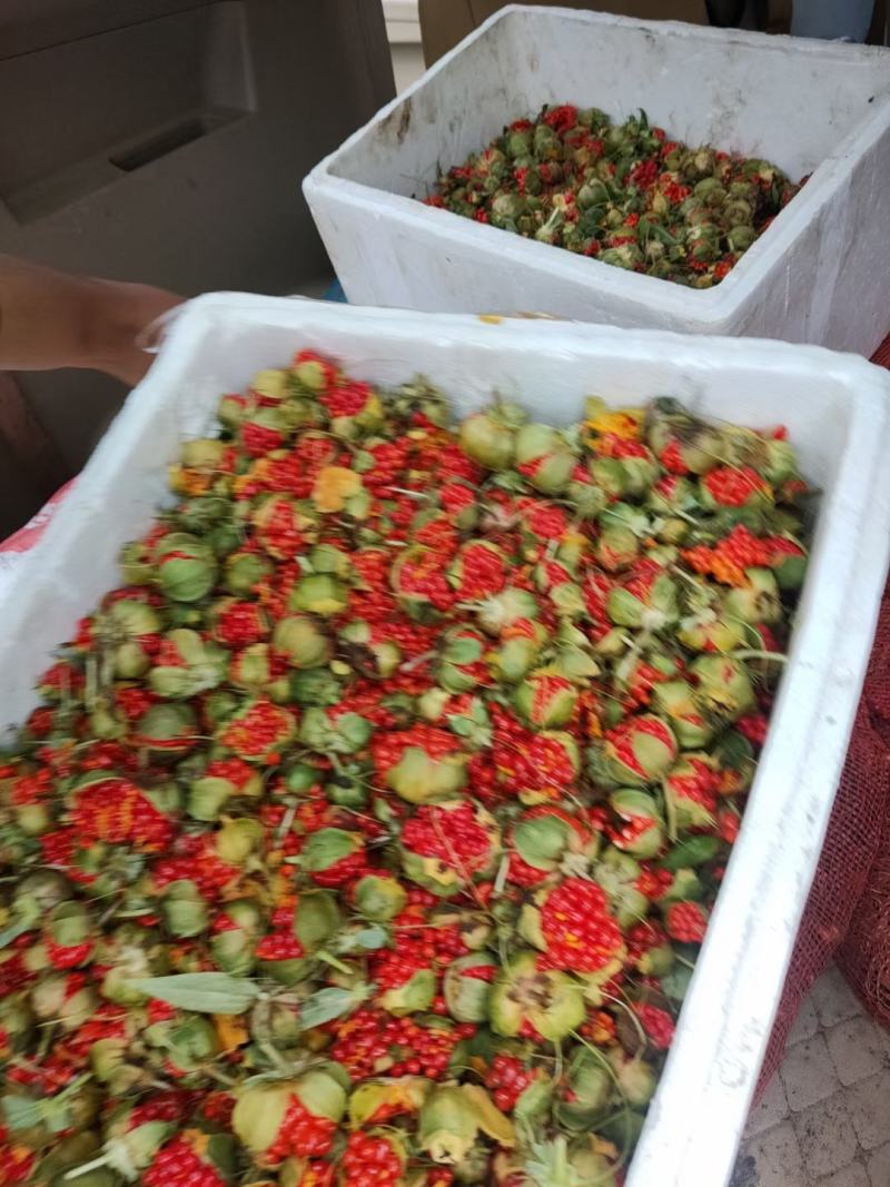 云南高山滇重楼种子，个个饱满，现采现发，骗子勿扰