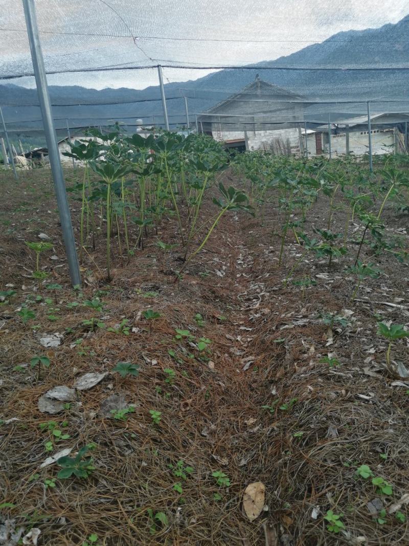 云南高山滇重楼种子，个个饱满，现采现发，骗子勿扰