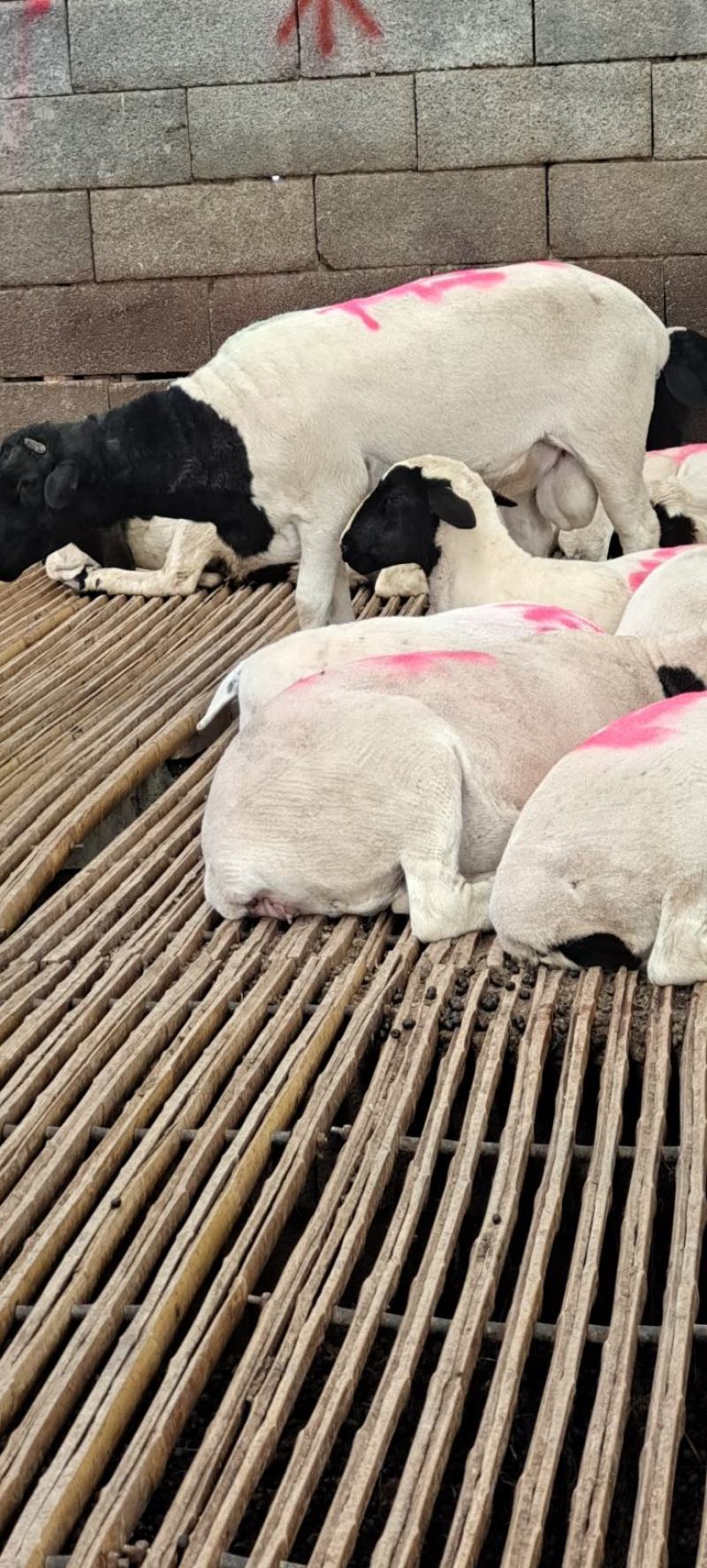 纯种【黑头杜波羊】种羊，肉羊，纯种绵羊，包技术包成活