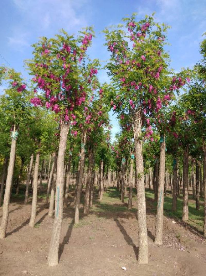 大量供应8-18公分嫁接香花槐，移植苗，易成活，树形好，