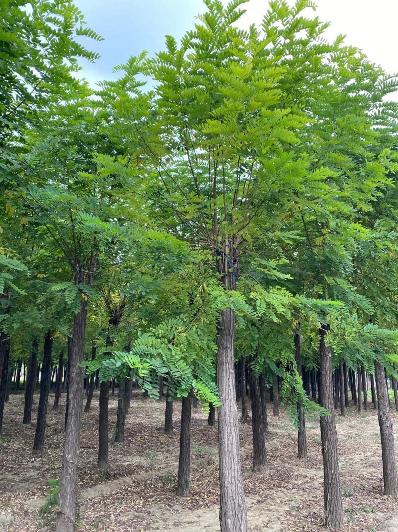 大量供应8-18公分嫁接香花槐，移植苗，易成活，树形好，