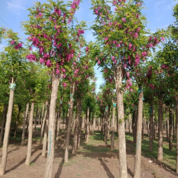 大量供应8-18公分嫁接香花槐，移植苗，易成活，树形好，